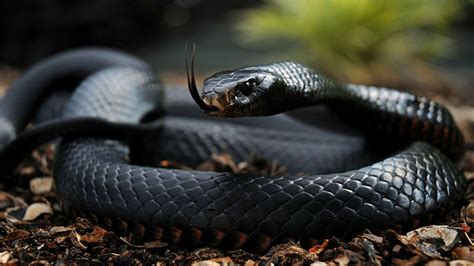 black rat snake hd wallpaper.